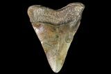 Juvenile Megalodon Tooth - Georgia #115617-1